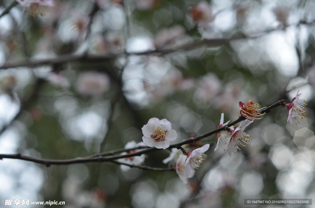 梅花