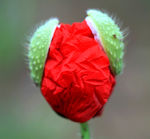 小花