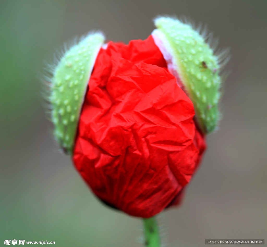 小花