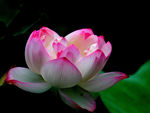 莲花