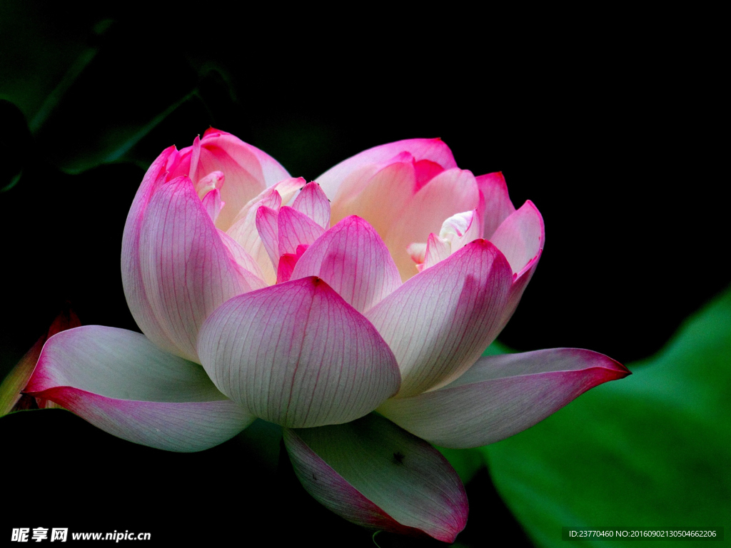 莲花