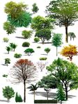 植被