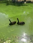 碧水蓝天黑天鹅