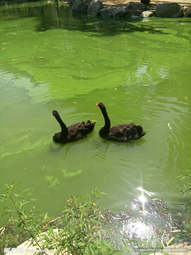 碧水蓝天黑天鹅