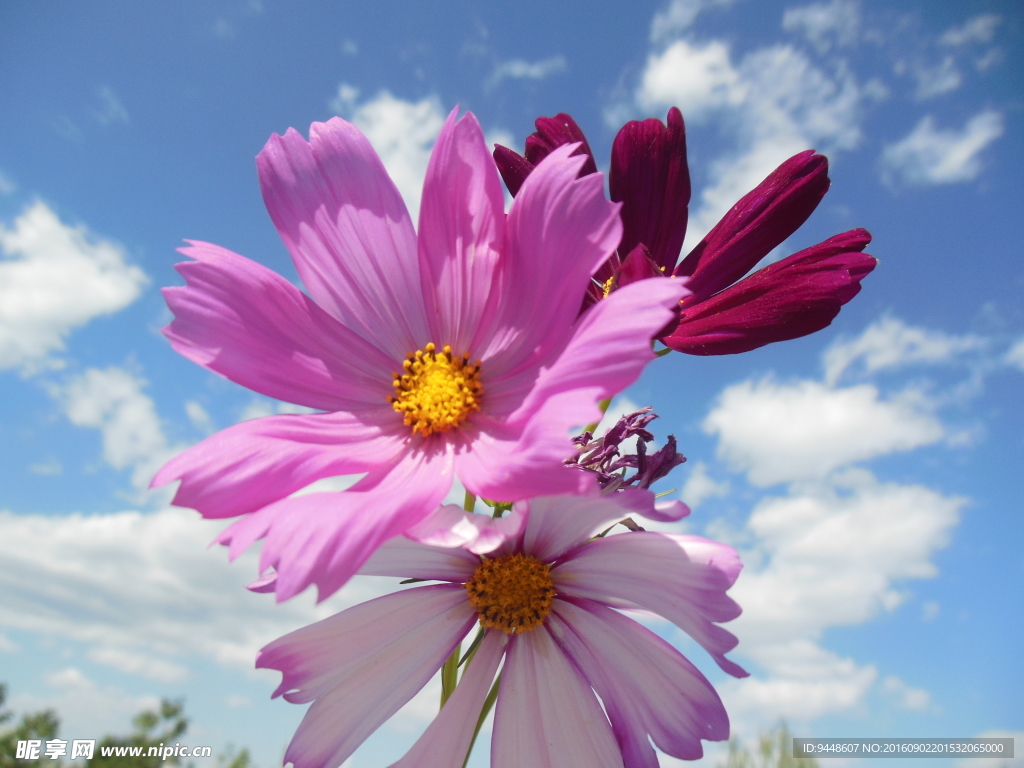 格桑花