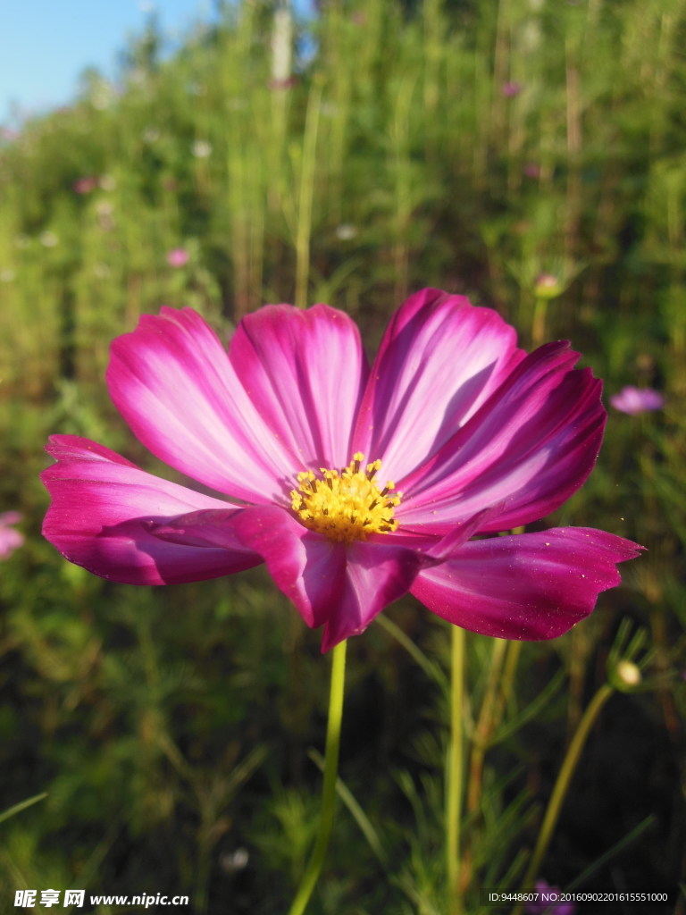 格桑花