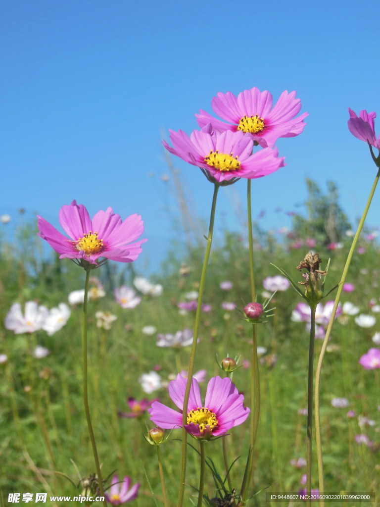格桑花