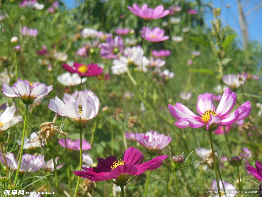 格桑花