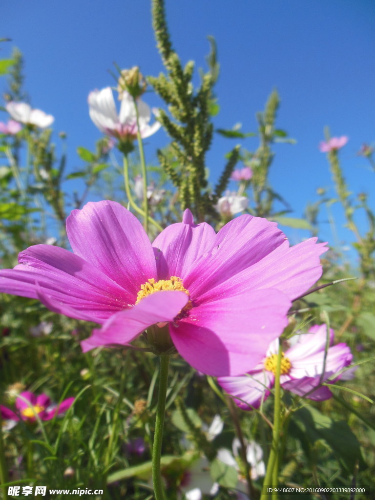 格桑花