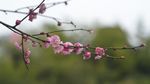 红梅