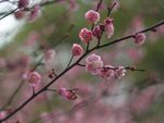 红梅花开