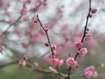 红梅花开