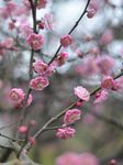 红梅花开