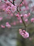 红梅花开