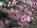 红梅花开