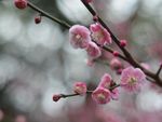 红梅花开