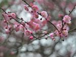 红梅花开