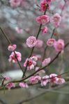 红梅花开