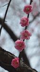 红梅花开
