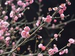 红梅