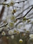 梅花开