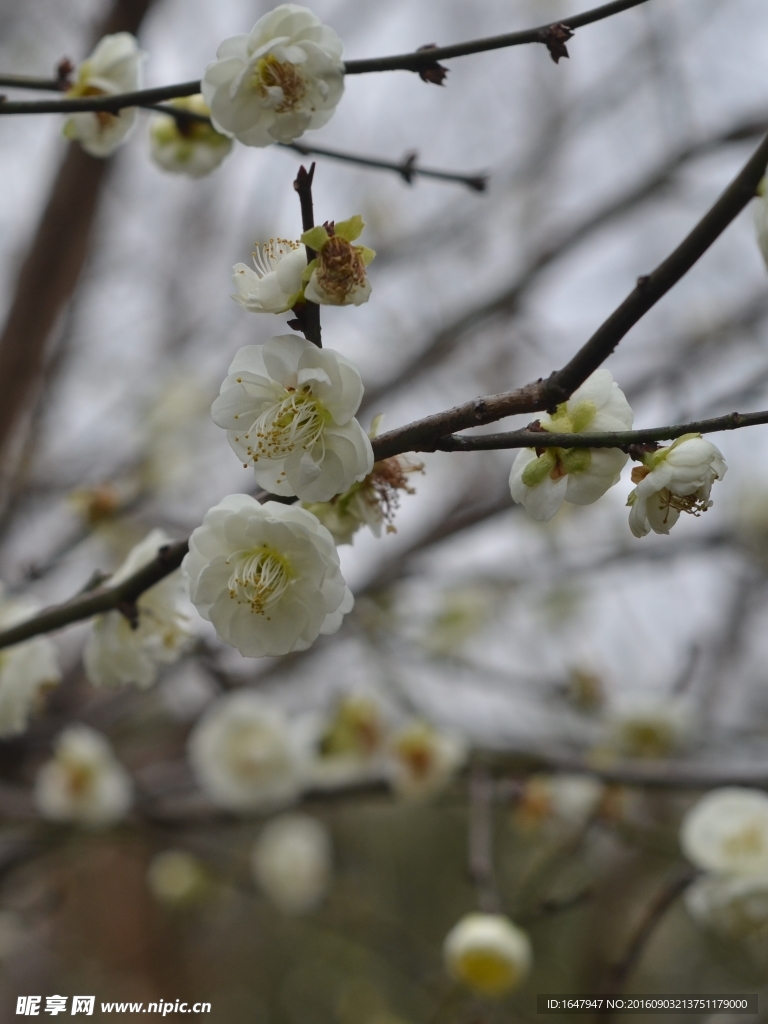 梅花开