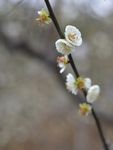 梅花