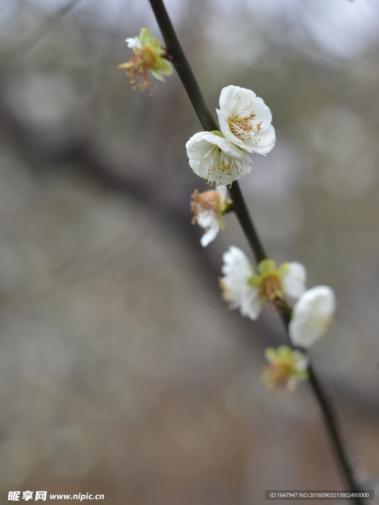 梅花