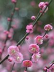 红梅花开
