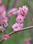 红梅花开