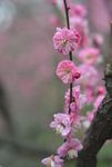 红梅花开