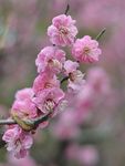 红梅花开