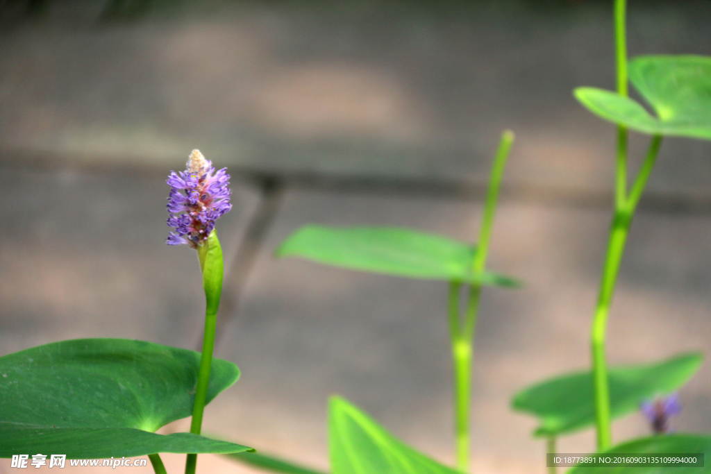 蓝花