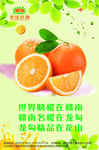 精品脐橙海报
