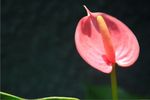 红掌花图片