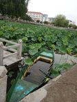 荷塘小船