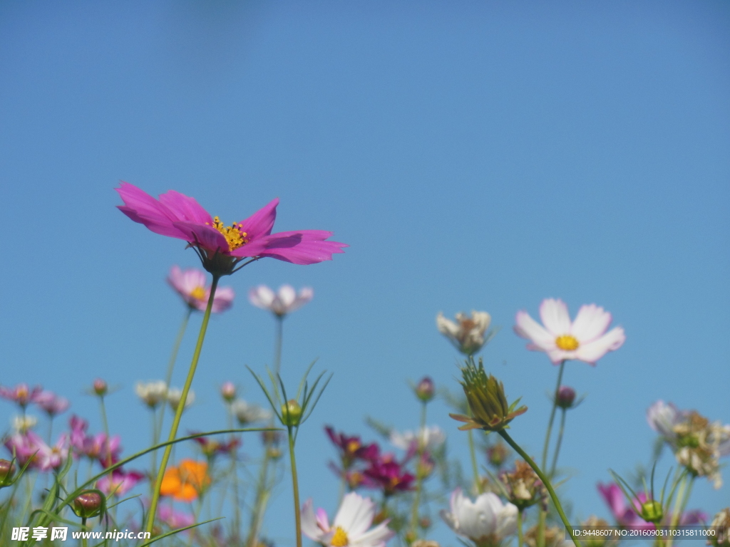 格桑花