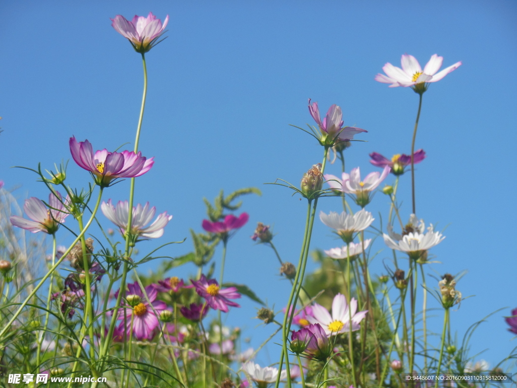 格桑花