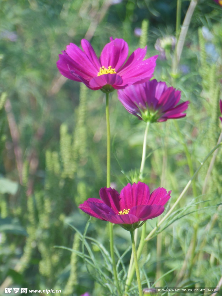 格桑花
