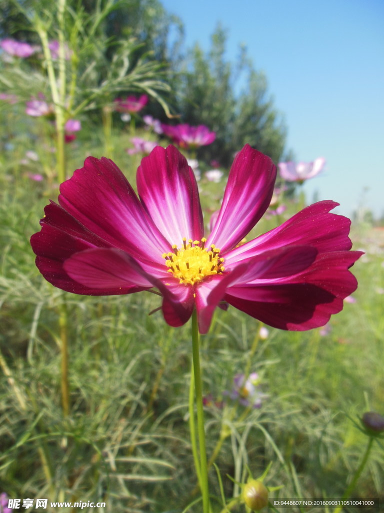 格桑花