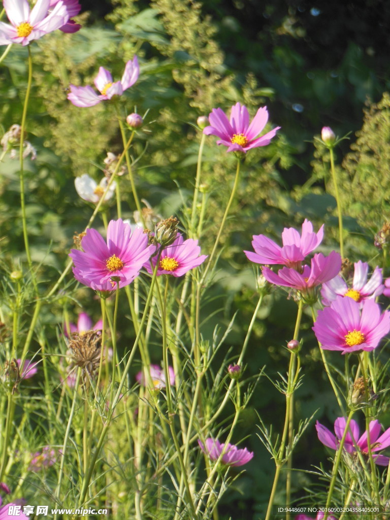 格桑花