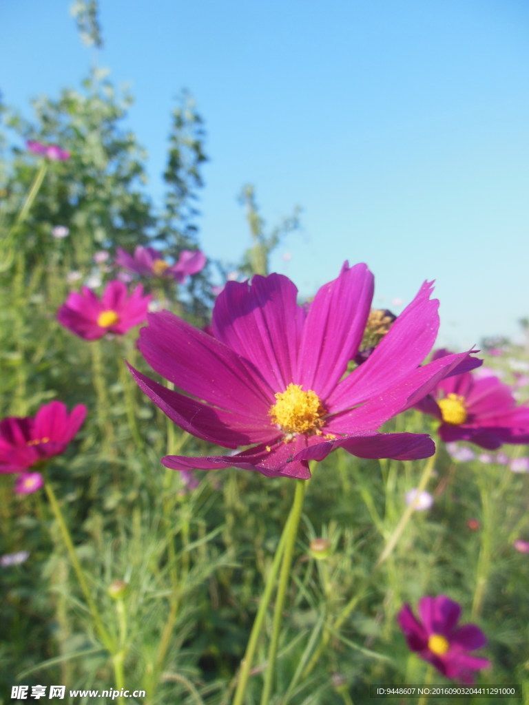 格桑花