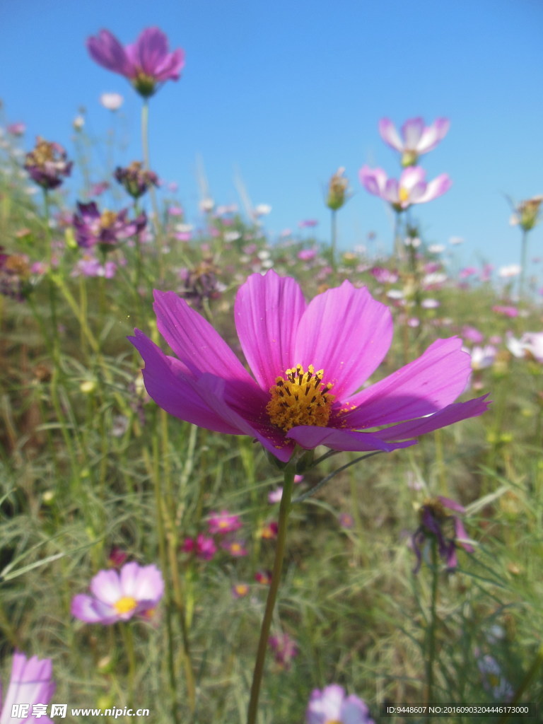 格桑花