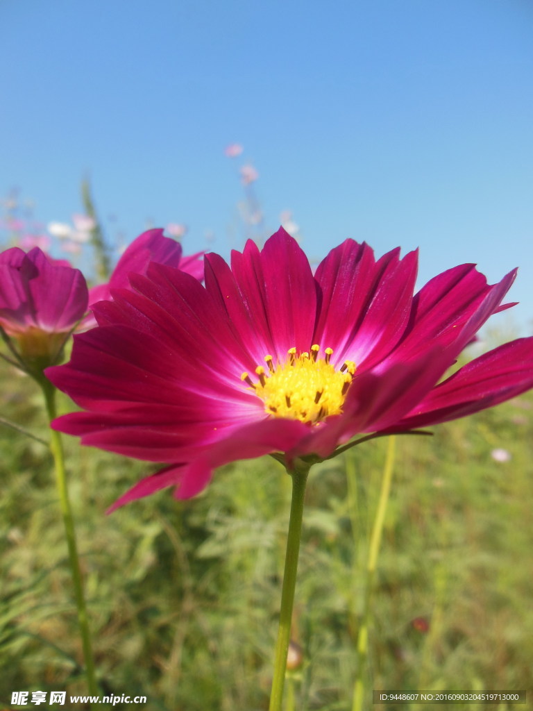 格桑花