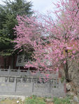 法王寺春景