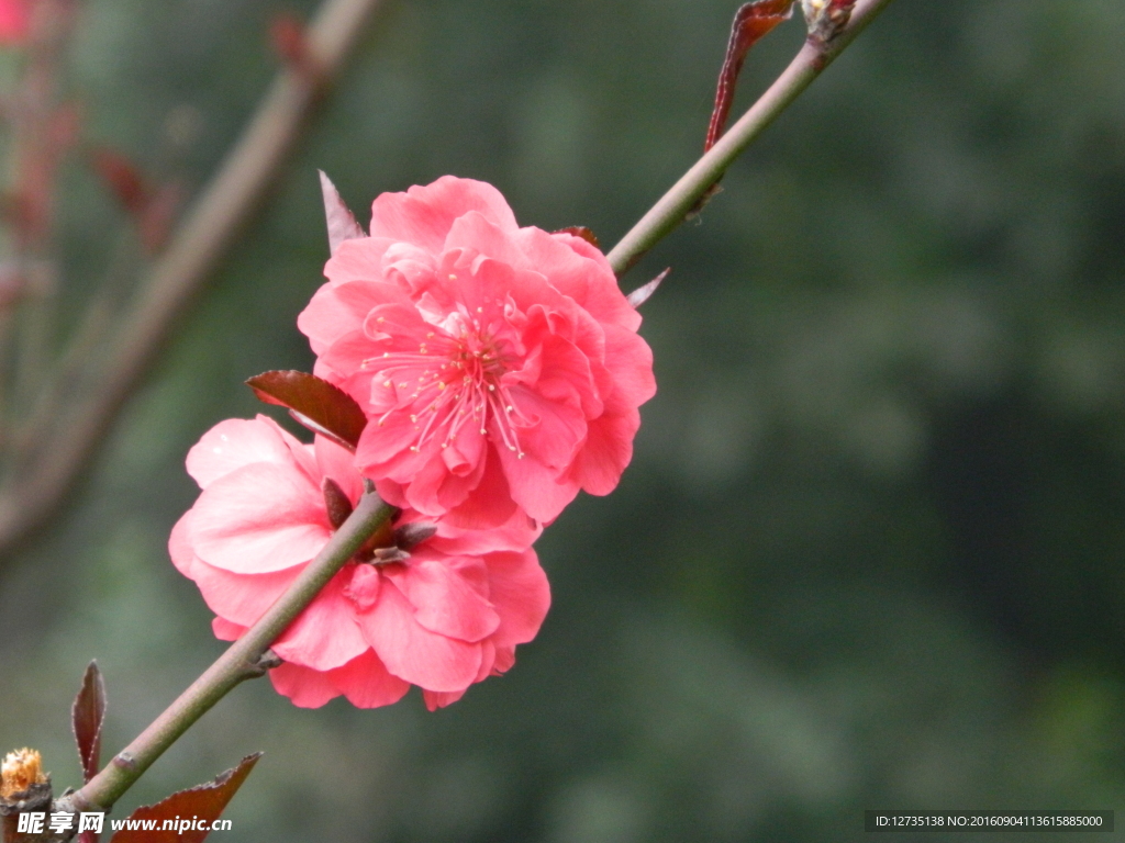 樱花