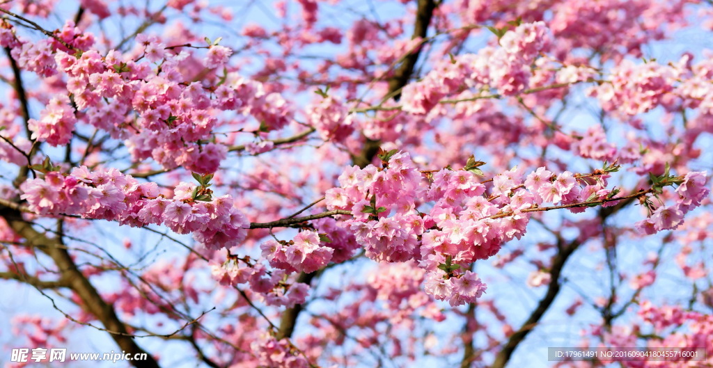 桃花
