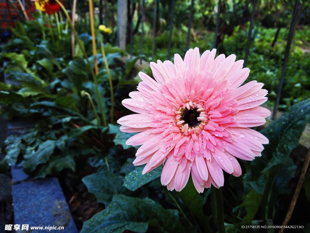粉色非洲菊摄影图片