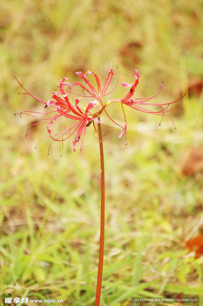 黄色的花蝴蝶