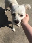 土狗